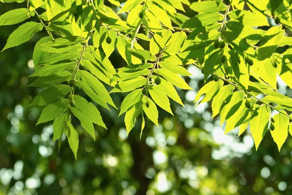Belle foglie verdi per sfondo — Foto Stock