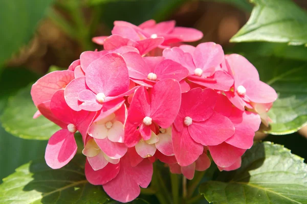Kwiaty różowe hortensji — Zdjęcie stockowe