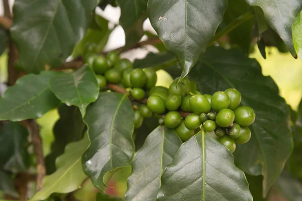 Koffiebonen op koffie boom. — Stockfoto