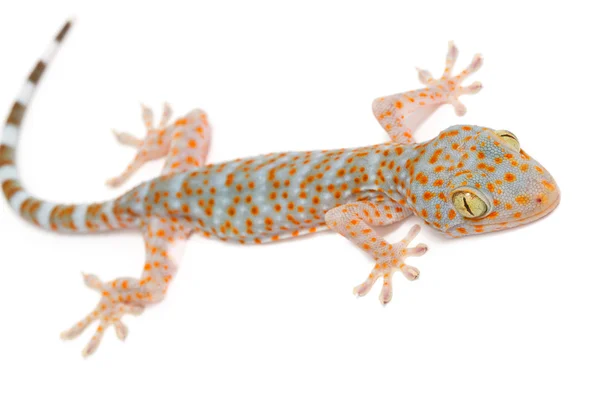 Gecko an der Wand — Stockfoto