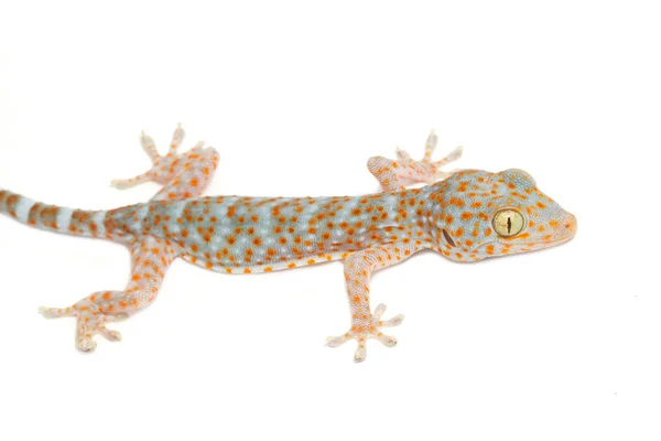 Gecko na ścianie — Zdjęcie stockowe