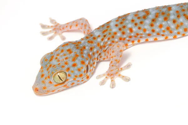 Gecko na ścianie — Zdjęcie stockowe