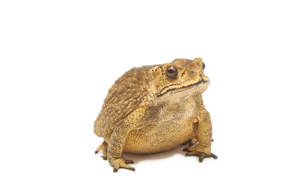 Ізолят жаба — стокове фото
