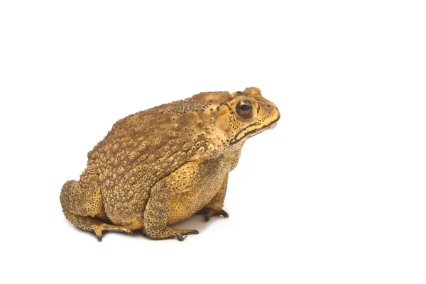 Toad isolate — Stock Photo, Image