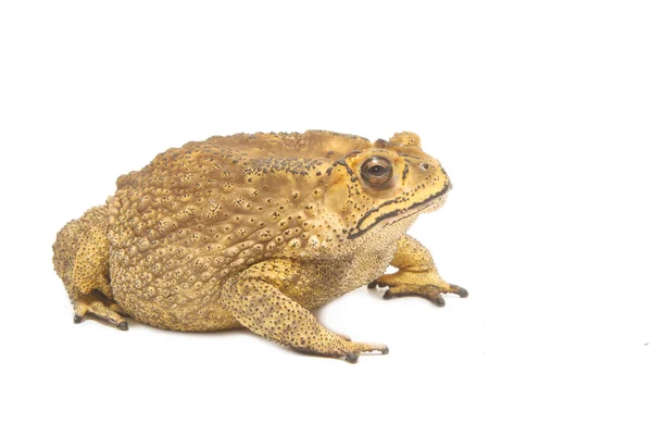 Toad,Bufo bufo (Common Toad) isolate — Stock Photo, Image
