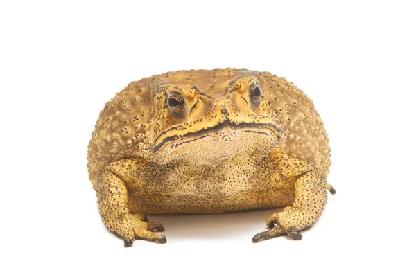 Toad isolate — Stock Photo, Image