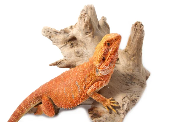 Bearded Dragon on branch — Stock Photo, Image