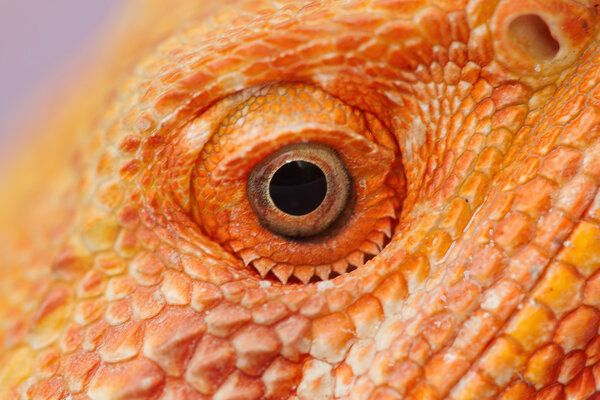 Close up Bearded Dragon