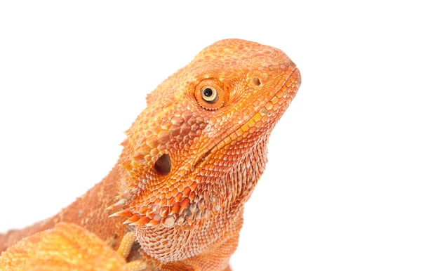 Retrato de dragón barbudo — Foto de Stock