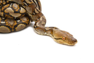 izole Birmanya python yakın çekim