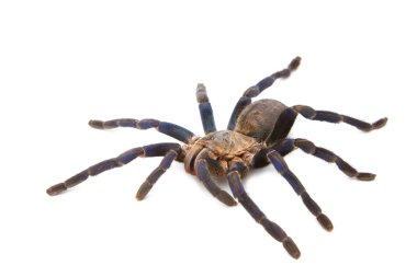 kobalt mavi tarantula