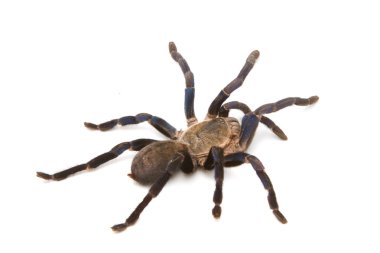 kobalt mavi tarantula