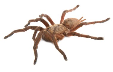 kahverengi maymun tarantula