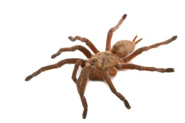 kahverengi maymun tarantula (pterinochilus meriodnales)