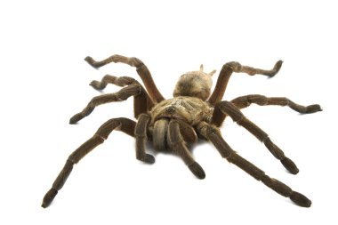 kahverengi maymun tarantula