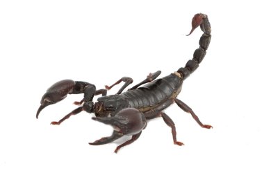 savaş konumunda siyah Akrep