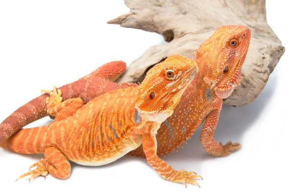 Dois dragões barbudos — Fotografia de Stock