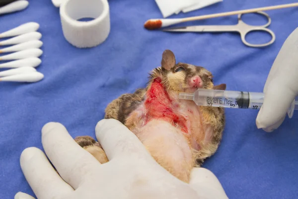 Verletzter Zuckersegler von Tierärzten behandelt — Stockfoto