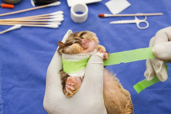 Yaralı sugarglider yanında veterinarians muamele — Stok fotoğraf
