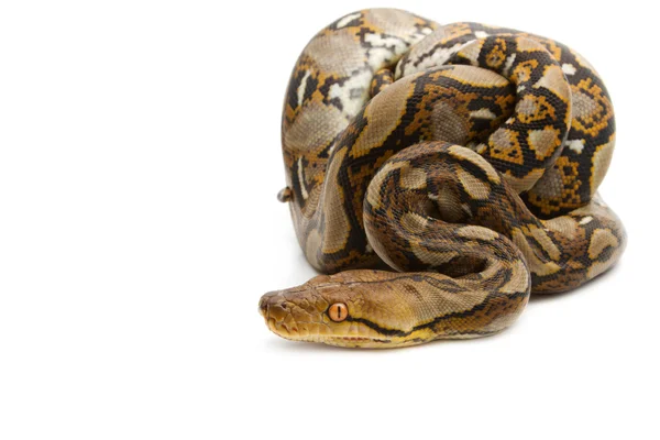 Tutup dari Burma Python, terisolasi — Stok Foto