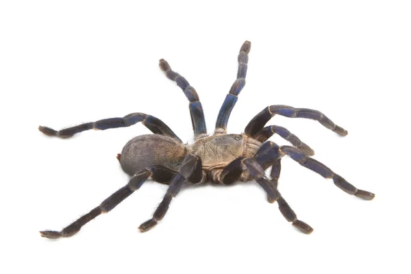 Kobalt blauwe tarantula — Stockfoto