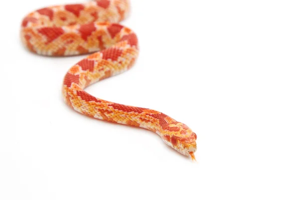 白い背景の上のアルビノのトウモロコシのヘビ — ストック写真
