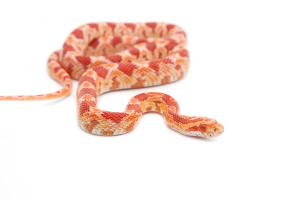 Albino serpente di mais su sfondo bianco — Foto Stock