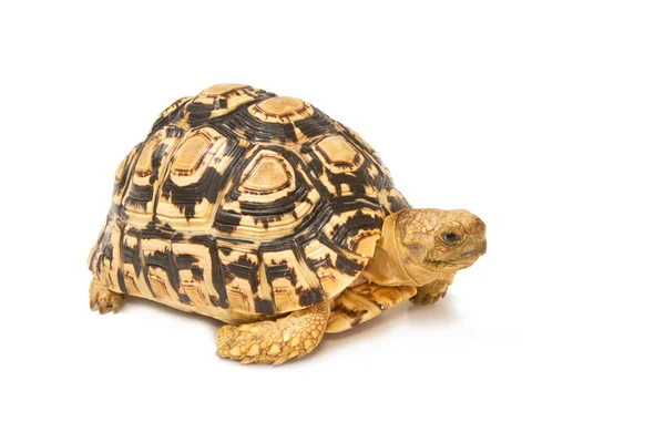 Африканская подстегнутая сульката черепаха, Geochelone sulcata, на белом — стоковое фото