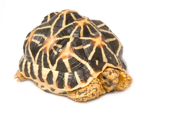 Indiska stjärnmärkta sköldpadda äter — Stockfoto