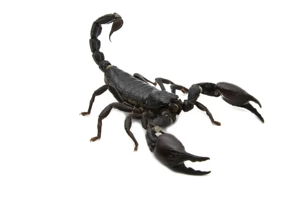 Scorpion Images Libres De Droit Photos De Scorpion Depositphotos