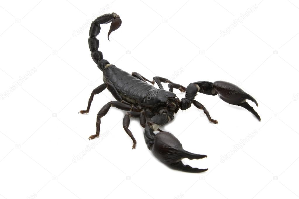 Black Scorpion in combat position