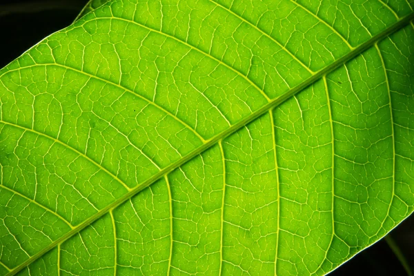 Leaf texture on black — Stock Photo, Image