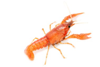 hayatta kerevit izole