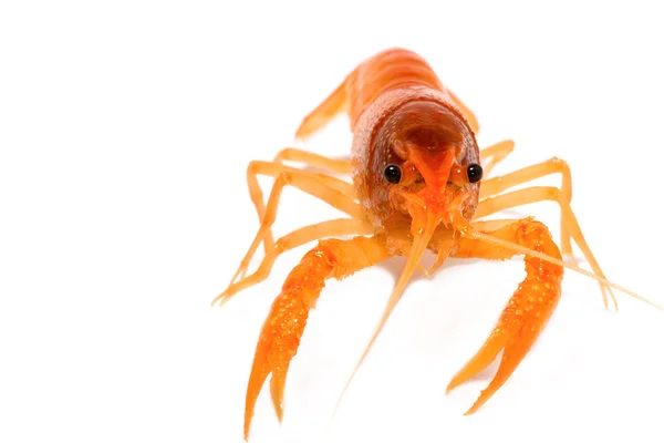 Alive crayfish isolated on white background — Stock Photo, Image