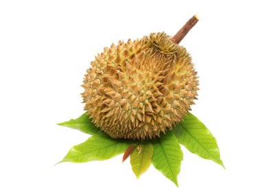 Durian, meyve Kral
