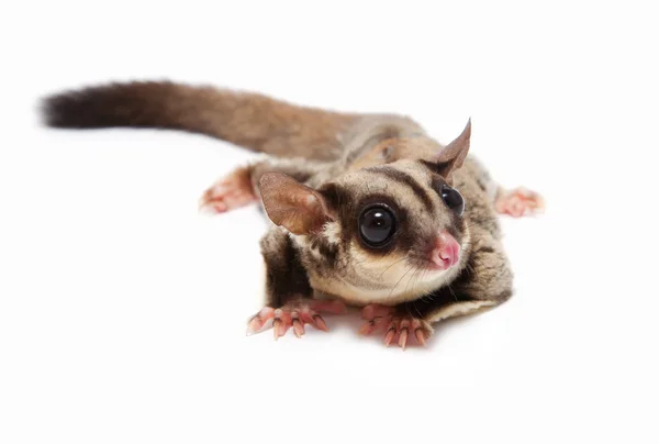 Un primer plano de un planeador de azúcar tumbado en el suelo — Foto de Stock