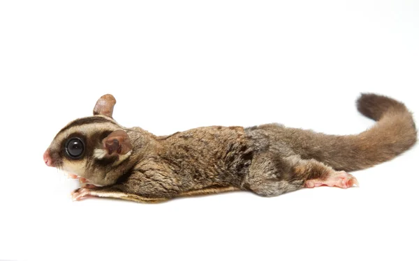 A sugar glider lying on the floor — Stock Photo, Image