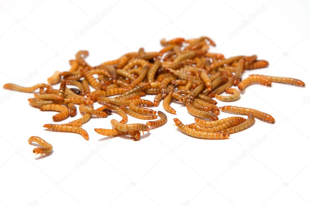 mealworms on isolate