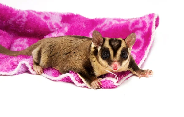 Pretty sugar-glider (male) standing — Stock Photo, Image