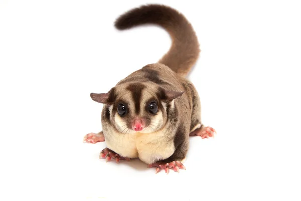 Pretty sugar-glider (femel) standing — Stock Photo, Image