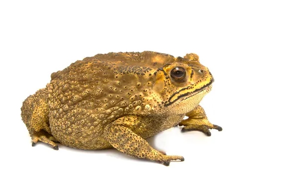 Sapo aislado sobre fondo blanco — Foto de Stock