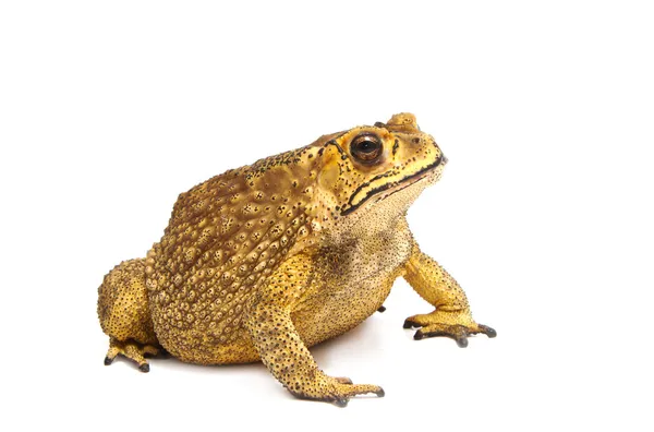 Toad Isolated — Stock Photo, Image