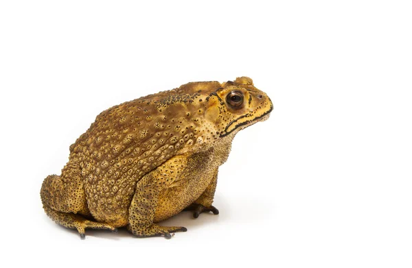 Toad Isolated — Stock Photo, Image