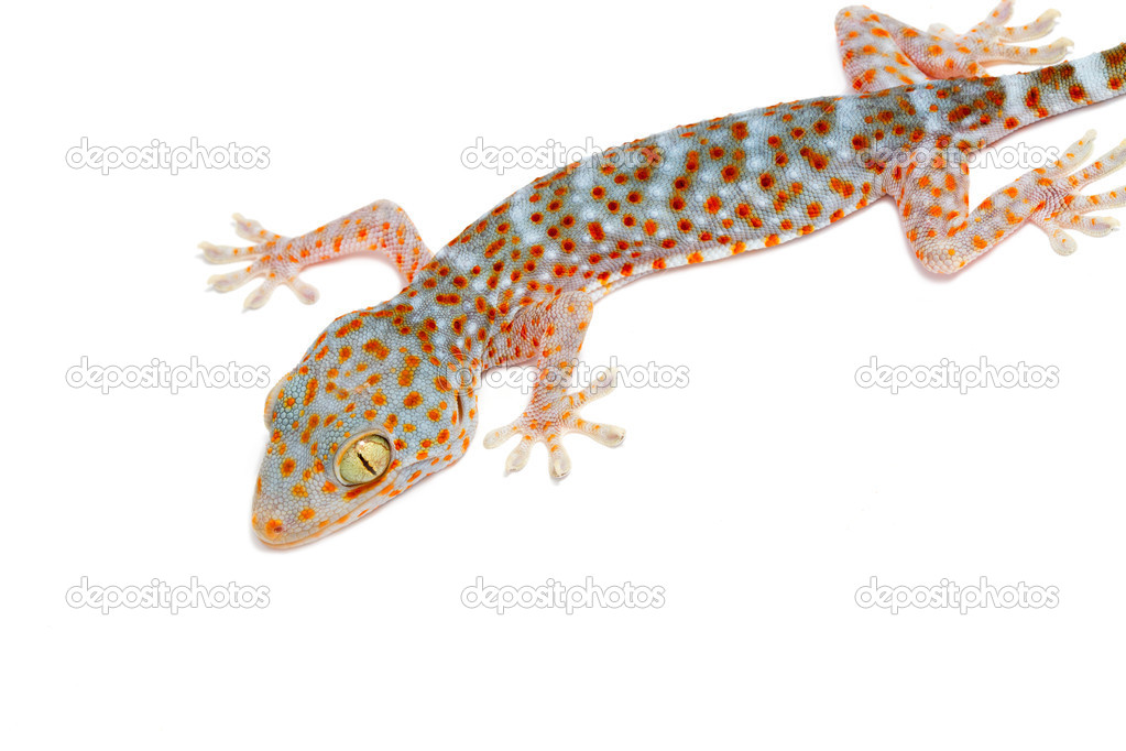 closeup gecko