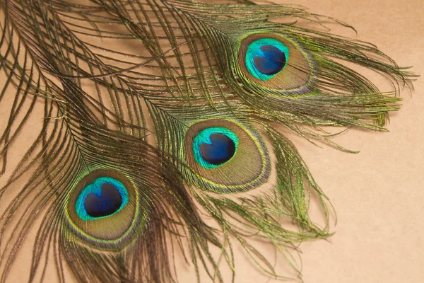 Piękne pawie pióra — Zdjęcie stockowe
