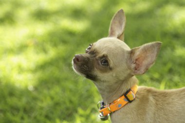 Miniature chihuahua puppy on green grass