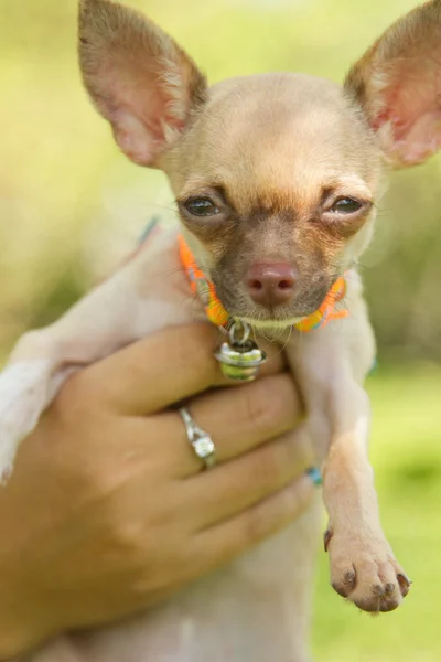 Cachorrinho chihuahua miniatura na mão — Fotografia de Stock