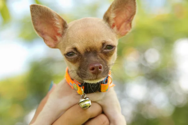 Cachorrinho chihuahua miniatura na mão — Fotografia de Stock