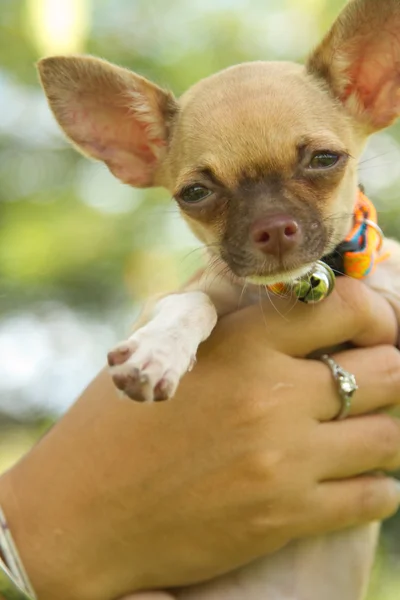 Cachorrinho chihuahua miniatura na mão — Fotografia de Stock