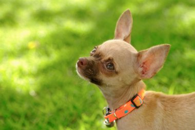 Miniature chihuahua puppy on green grass